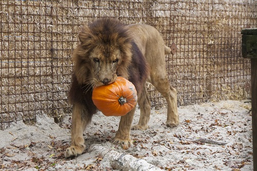 Rescued Lion Giovanni catches pumpkin in Dutch FOUR PAWS sanctuary