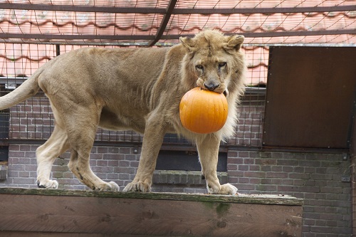 Rescued Lioness Noor plays with pumpkin at Dutch rescue center