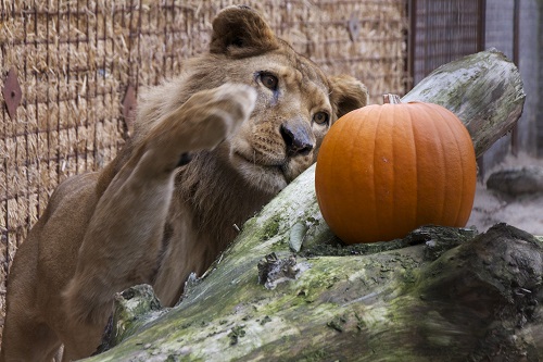 Rescued Liones Noor at Dutch FOUR PAWS rescue center