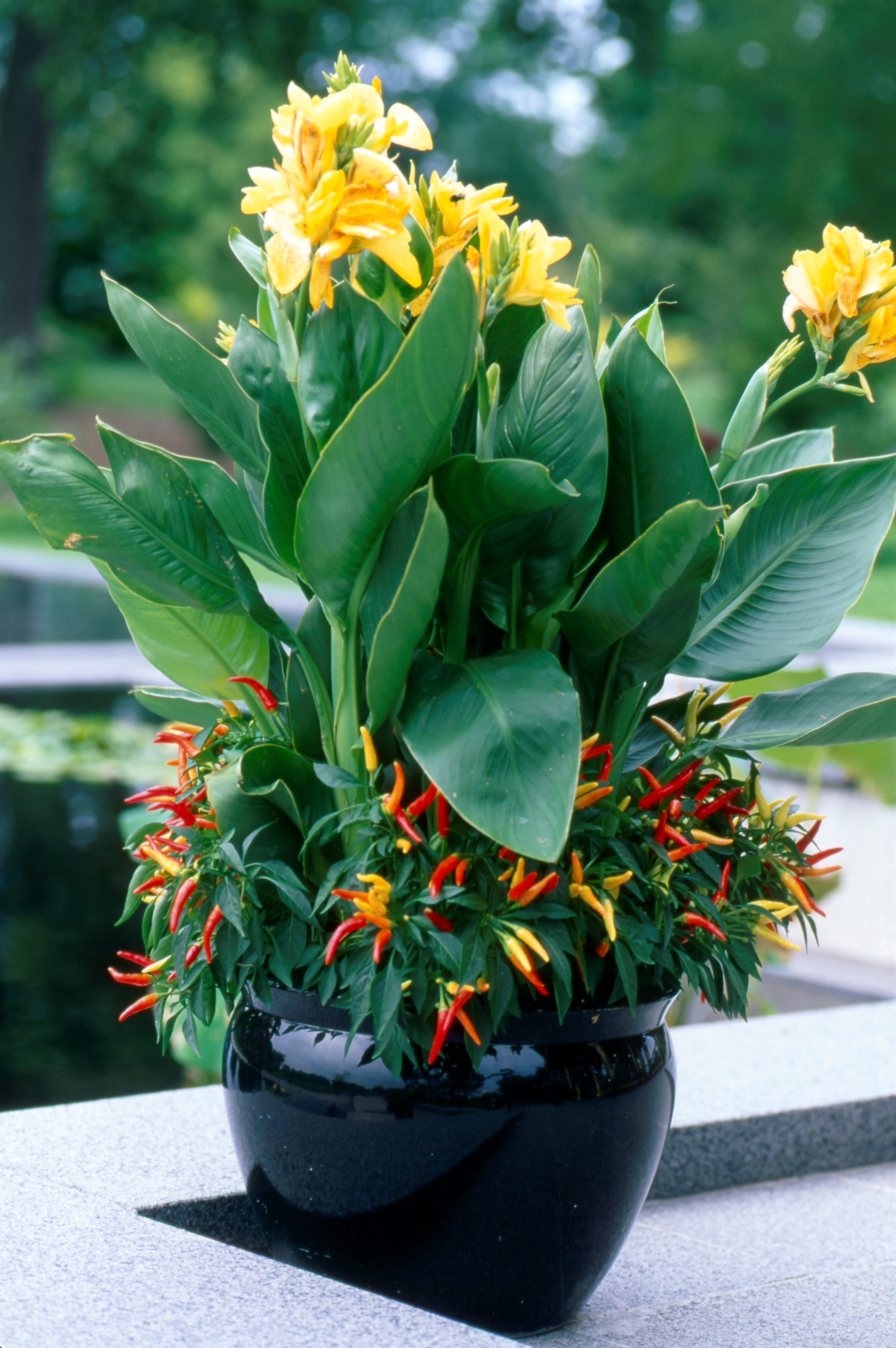 Tropical Containers Pack a Big Punch in a Small Space