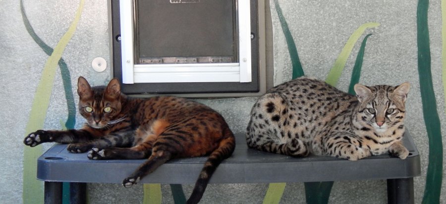 Spirit, a  Geoffroy's cat rests beside Safari, a bengal cat.