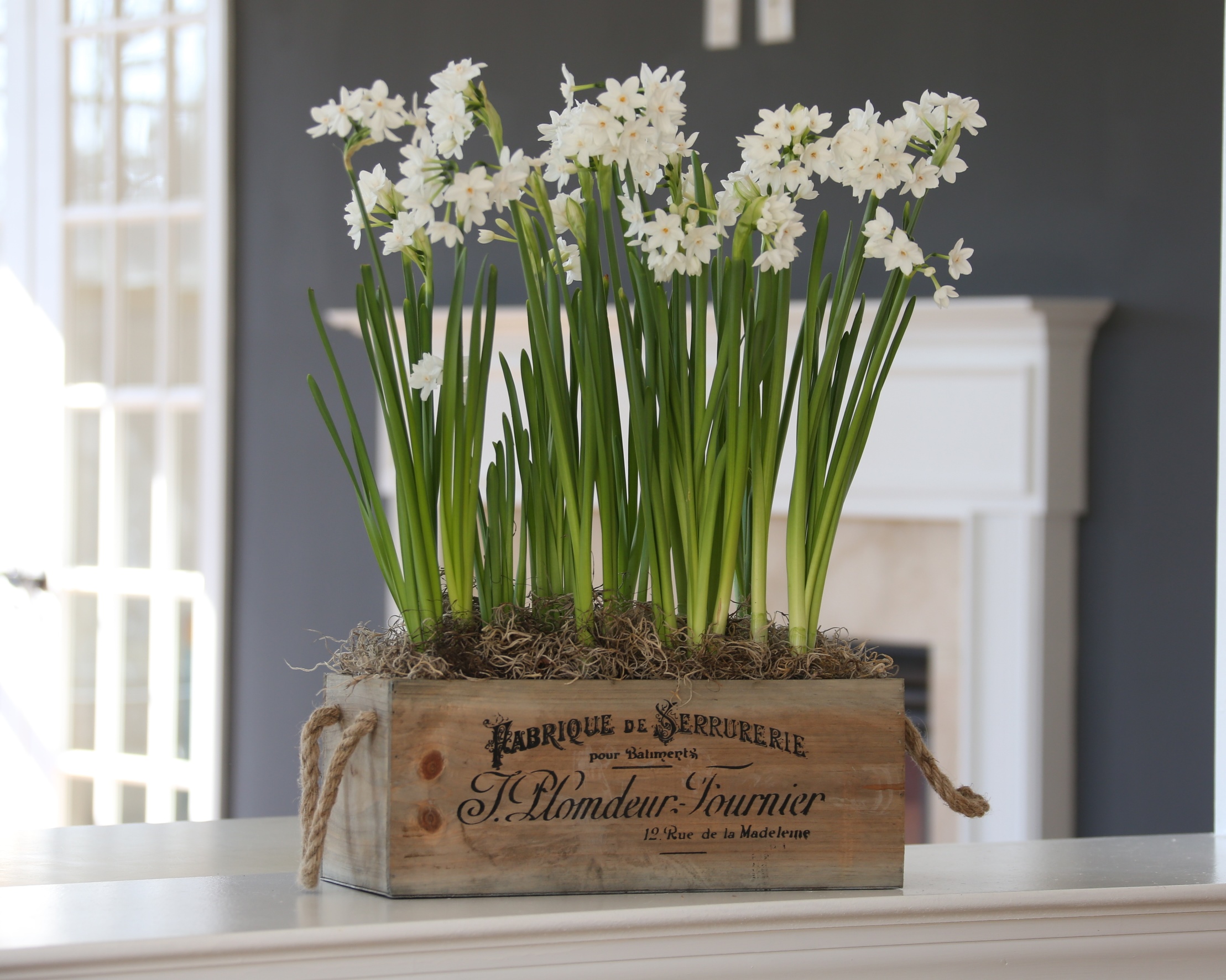 Indoor Bulbs Make the Perfect Hostess Gift