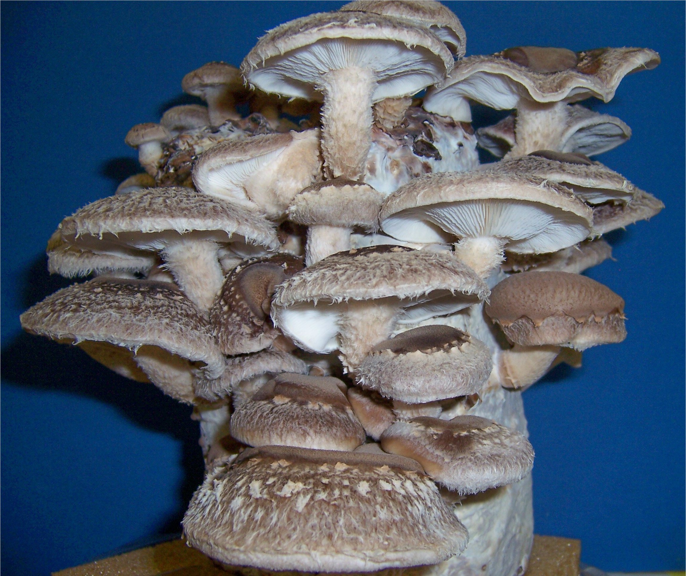 Shiitake Mushrooms