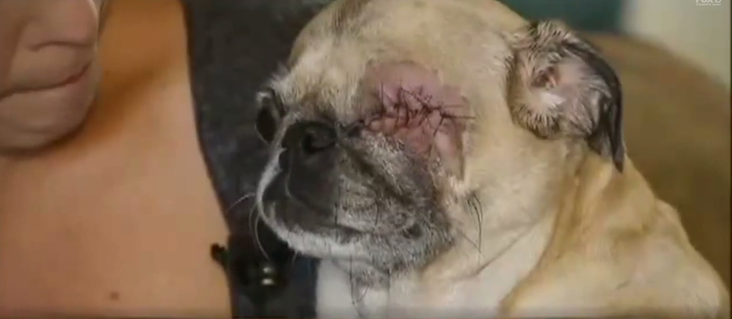 Chloe, a 12 yrs. old Pug, Lost Her Eye at Routine Check-up