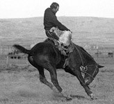 Steamboat famous Wyoming bucking horse.