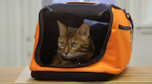 Advance preparation will help to ease stress and ensure safety when traveling with a pet.