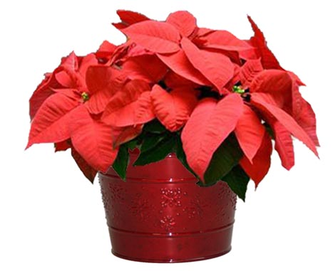 A poinsettia packs a big punch with a great big pop of color, ranging from vivid red, to pink and pure white and even striped like a candy cane.