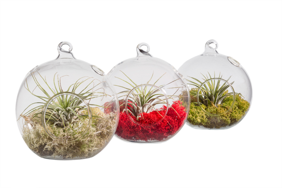 Joy globe is a gorgeous holiday ornament that holds a living air plant inside.