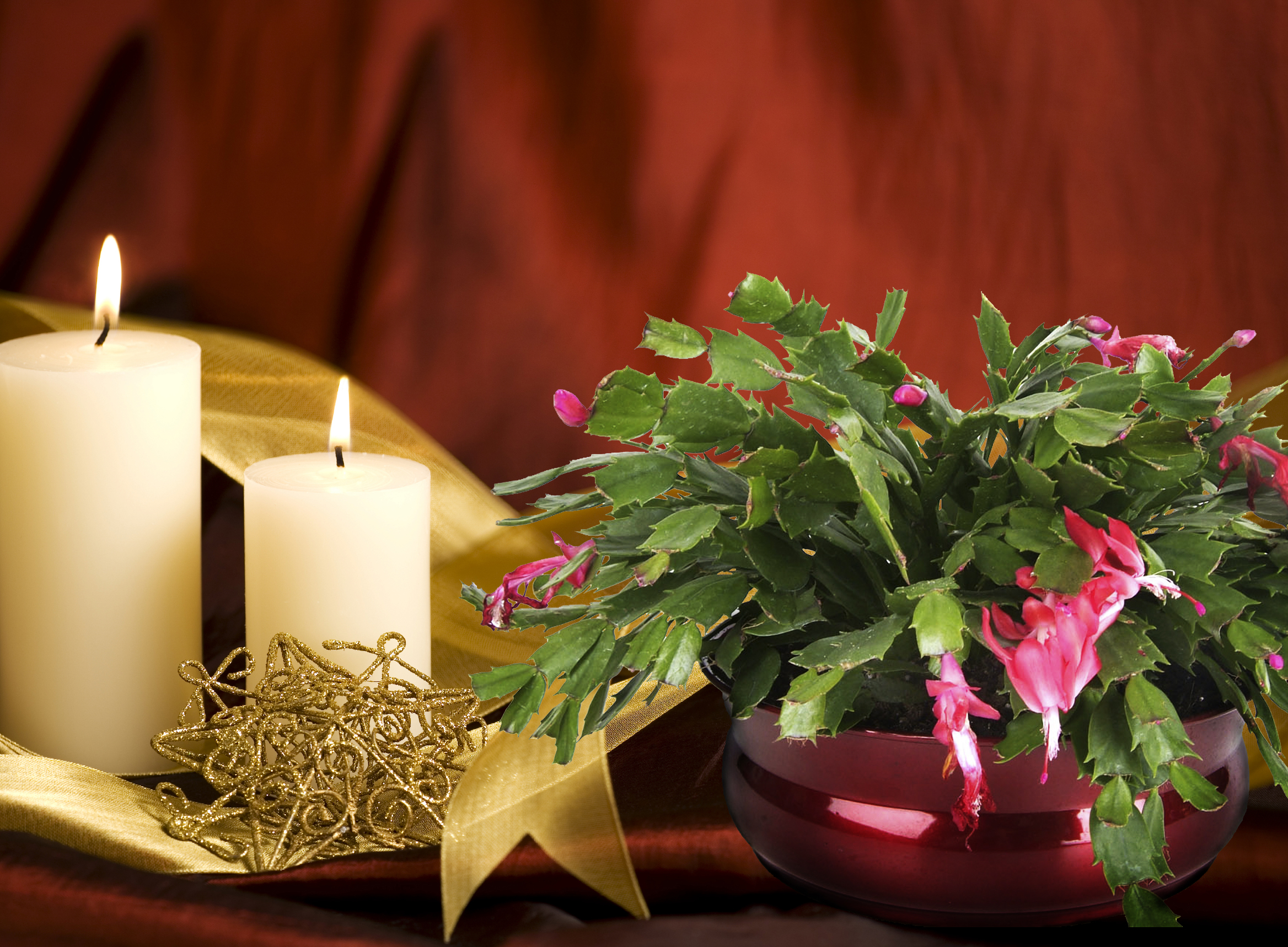 A Christmas cactus is a great tradition handed down through generations.