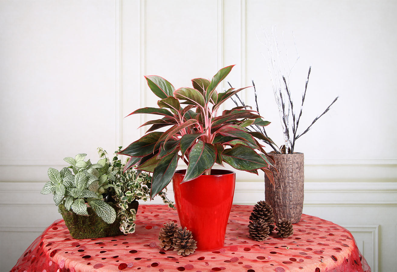 One of the easiest of all houseplants to grow, red Aglaonema is an especially stylish choice for the holidays thanks to its red-edged leaves.