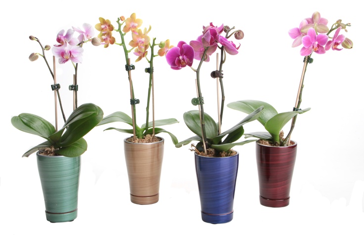 A beautiful mini moth orchid is so easy-to-grow, making it the gift people love to receive.