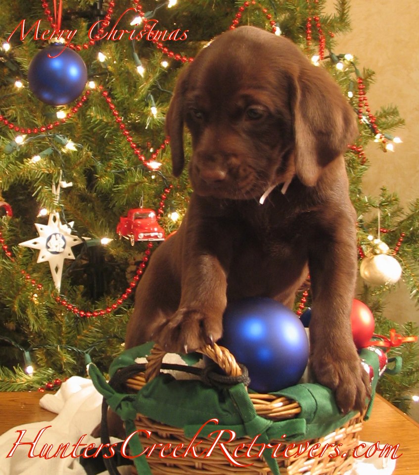 Christmas Chocolate Cravings? Celebrate with a Lab Puppy, Sweetness that Doesn't Add to the Waistline!