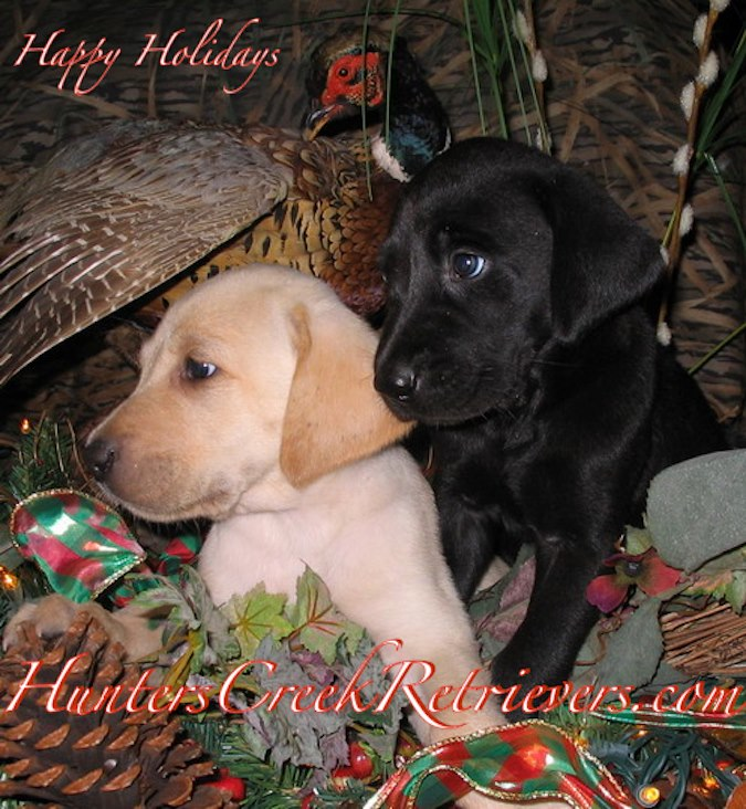"The Holidays are Always Brighter with a Warm Puppy in Your Lap!"