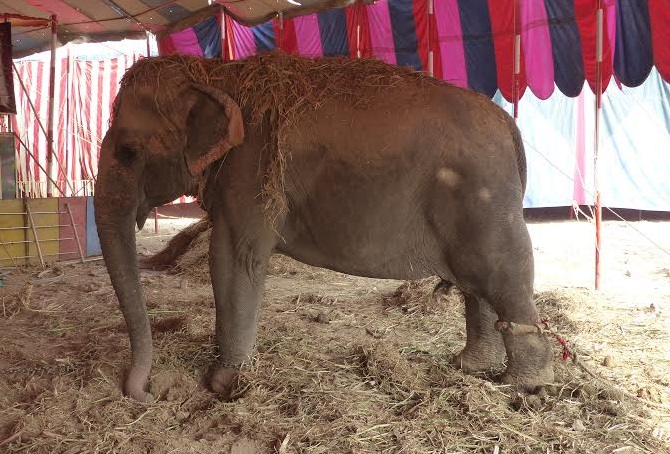 A shackled circus elephant in India