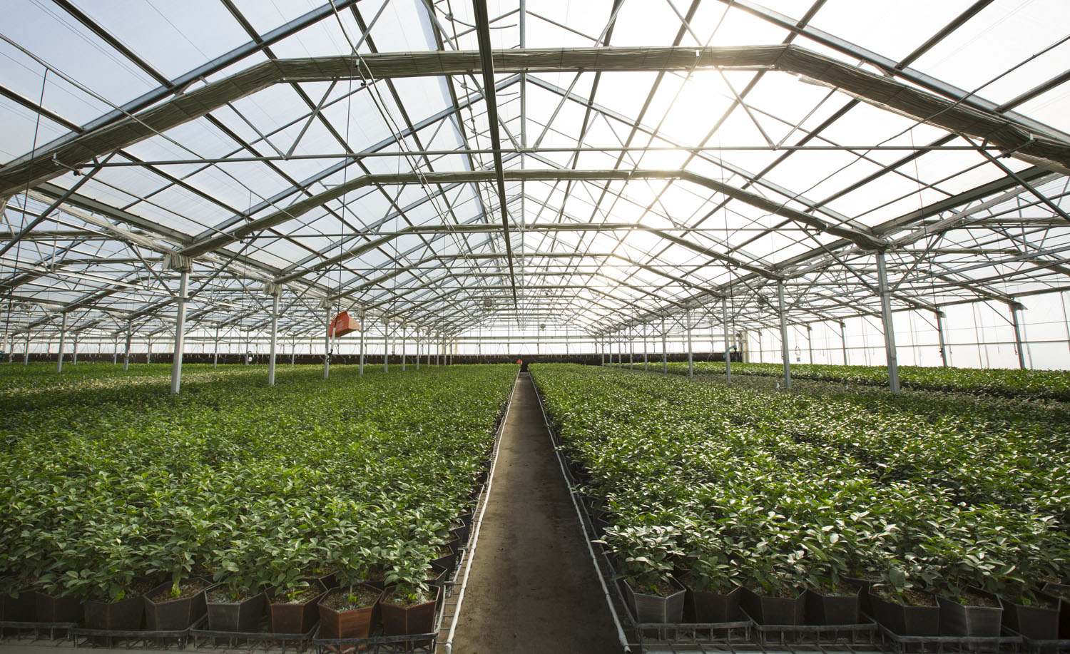 Permanent Crops Nursery Greenhouse in Modesto, CA built by Conley's Manufacturing