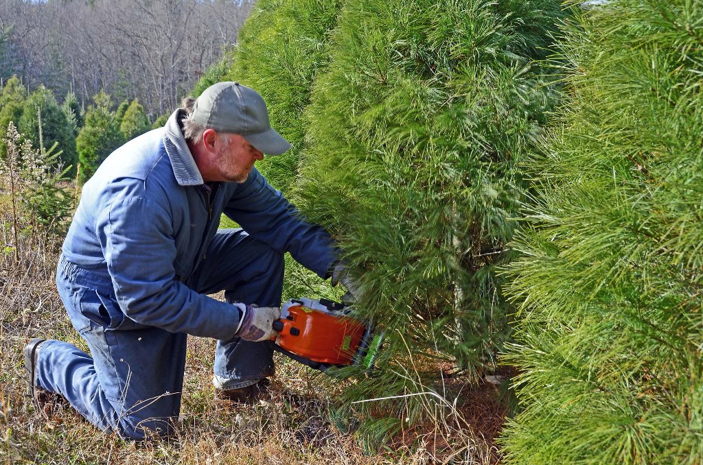 West Virginia choose-and-cut Christmas tree farms offer a variety of species and services. Find the farm closest to you: http://www.wvcommerce.org/resources/forestry/christmas_trees/default.aspx