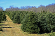 Choose and Cut Christmas tree farms offer fresh locally grown trees at reasonable prices.