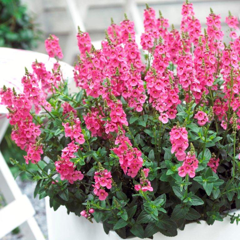 Suntory Sundiascia Upright Pink diascia