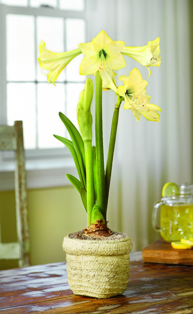 Honeybee Amaryllis with its large yellow flowers can add color, interest and enjoyment.