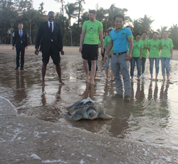 Sea Turtle Released by U.S. Government in China