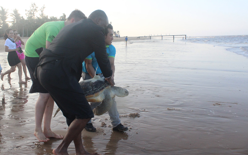 Satellite-tagged Sea Turtle Heads Home