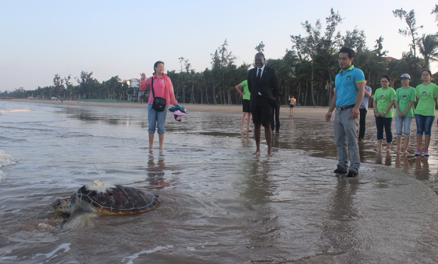 Sea Turtle Returns Home After 7 Years of Captivity