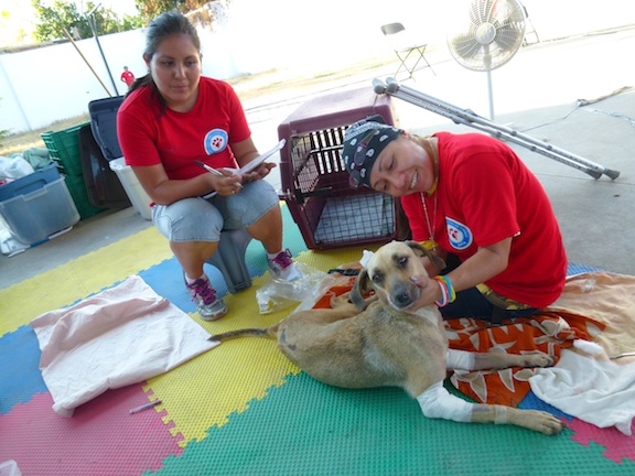 No Experience is Necessary to Love and Help an Animal in Recovery after Spay/Neuter