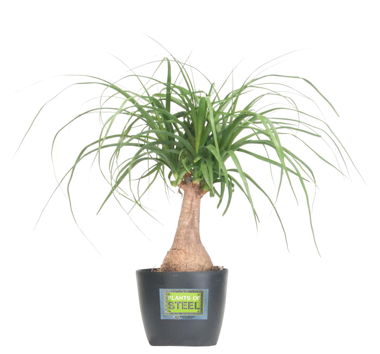 A ponytail palm needs minimal attention.