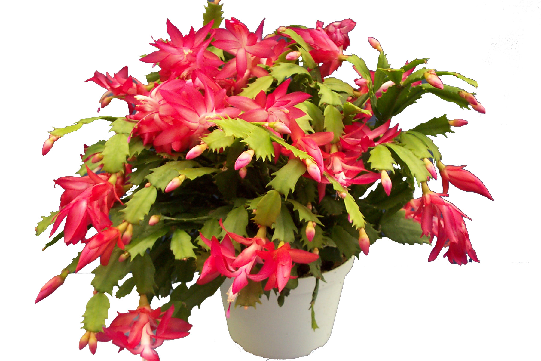 A beautiful Christmas cactus has become something of an heirloom for many families, with the plant being passed down through the ages.