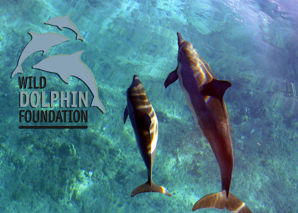The Wild Dolphin Foundation- Education, Conservation and Advocacy
