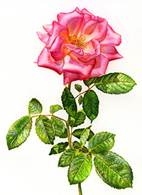 Luminous Watercolor Rose Painting by Lela Stankovic