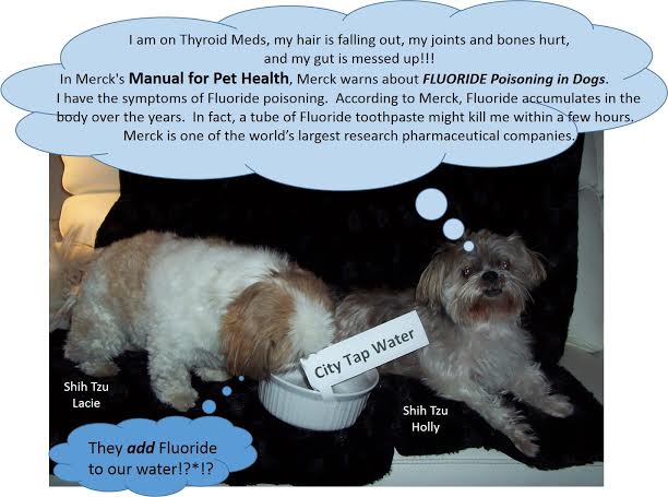 Dogs have been found to suffer a high incidence of hypothyroidism also. The relationship between fluoride contamination and thyroid disease in dogs deserves further attention...