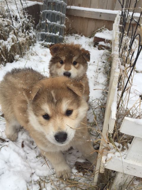 High Country Puppy Rescue