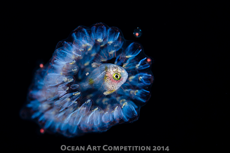 1st Place Macro category