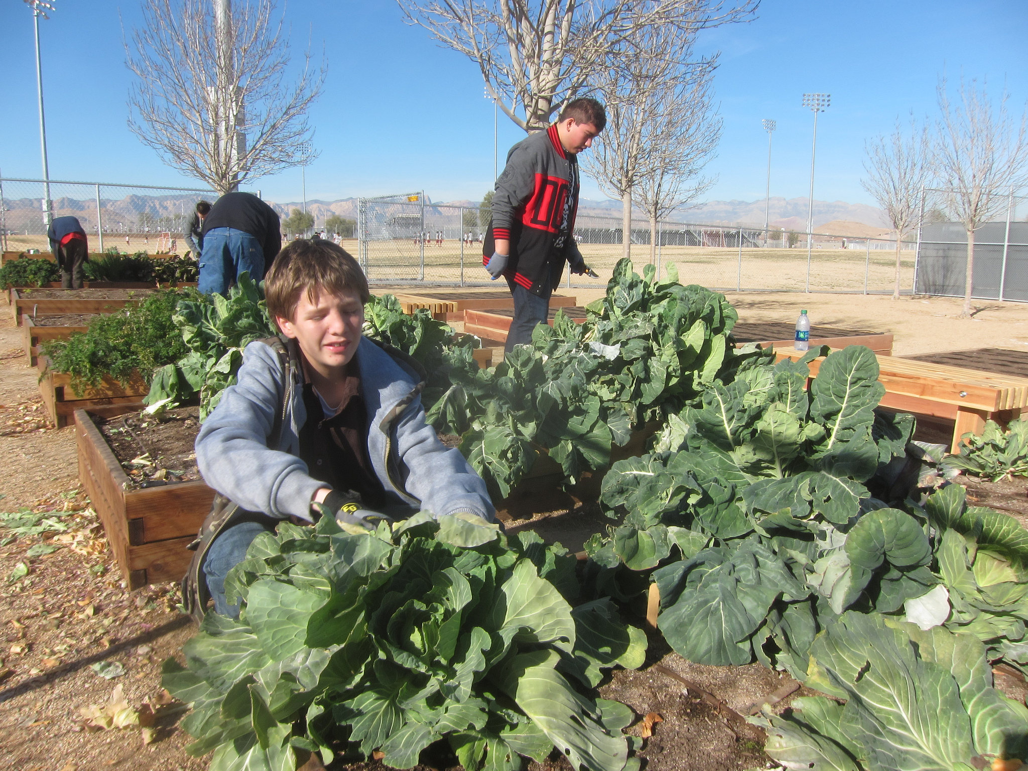 Students harvesting vegetables at Desert Oasis High School in Las Vegas, Nevada