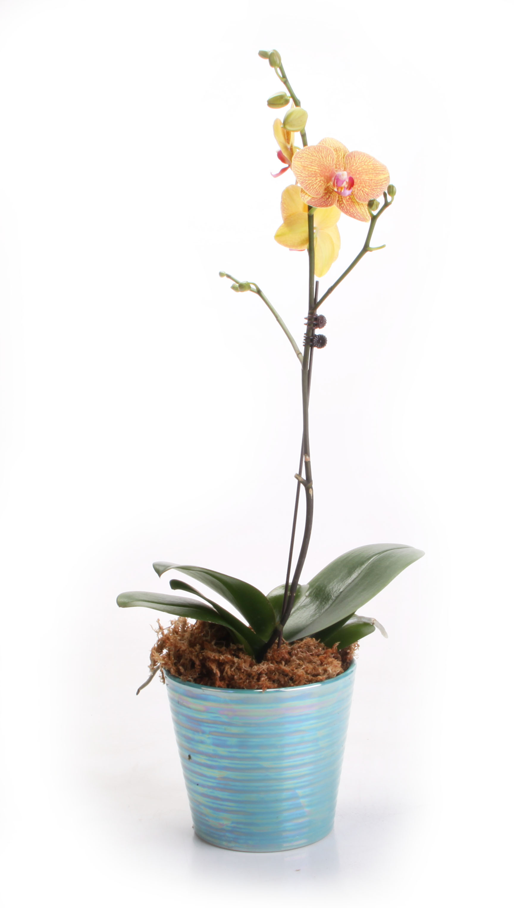 An orchid instantly transforms any room.