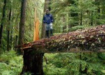 Renowned mycologist Paul Stamets searching Olympic Rainforest for mushrooms