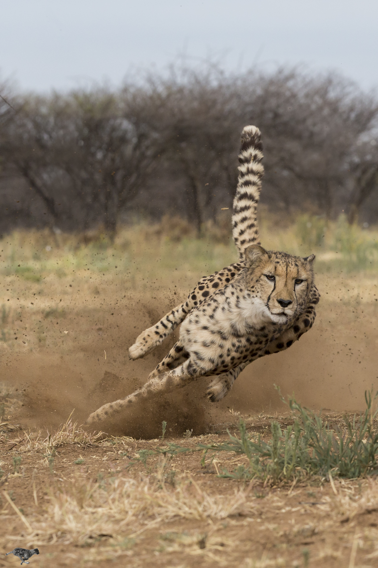 Khayjay exercises at Cheetah Conservation Fund