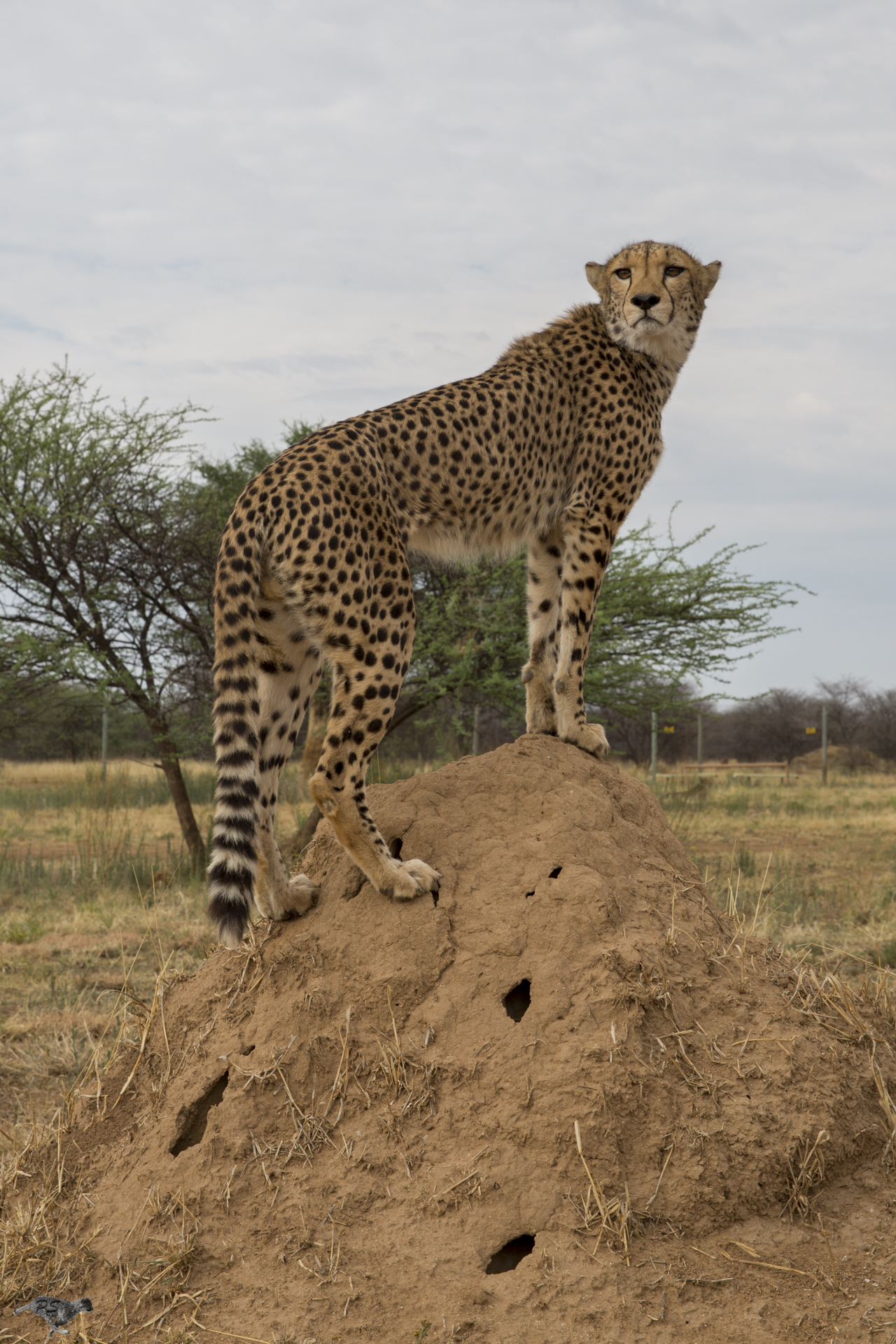 A healthy Khayjay stands proudly atop a dirt mound at Cheetah Conservation Fund
