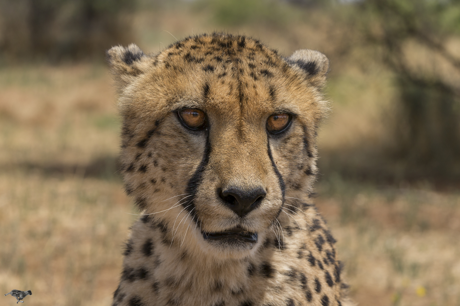 A healthy Khayjay at Cheetah Conservation Fund before his eye problem developed