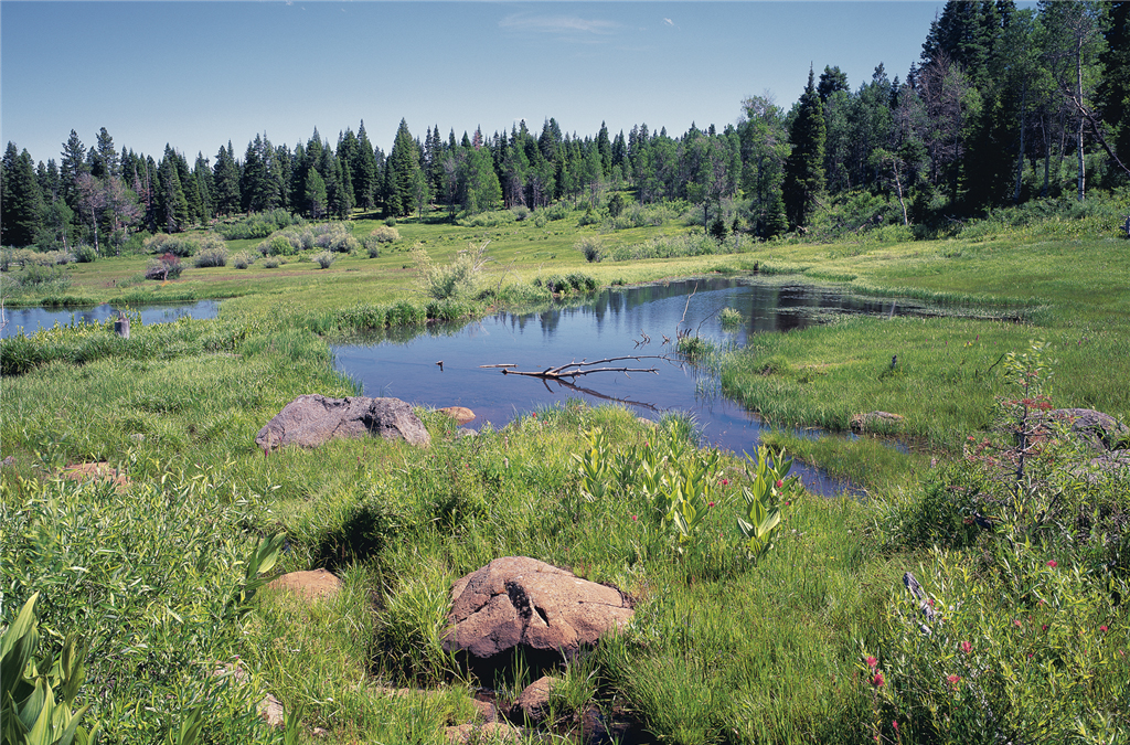 A natural working beaver pond is typical of the biodiverse, sustainable practices on the Collins Lakeview Forest