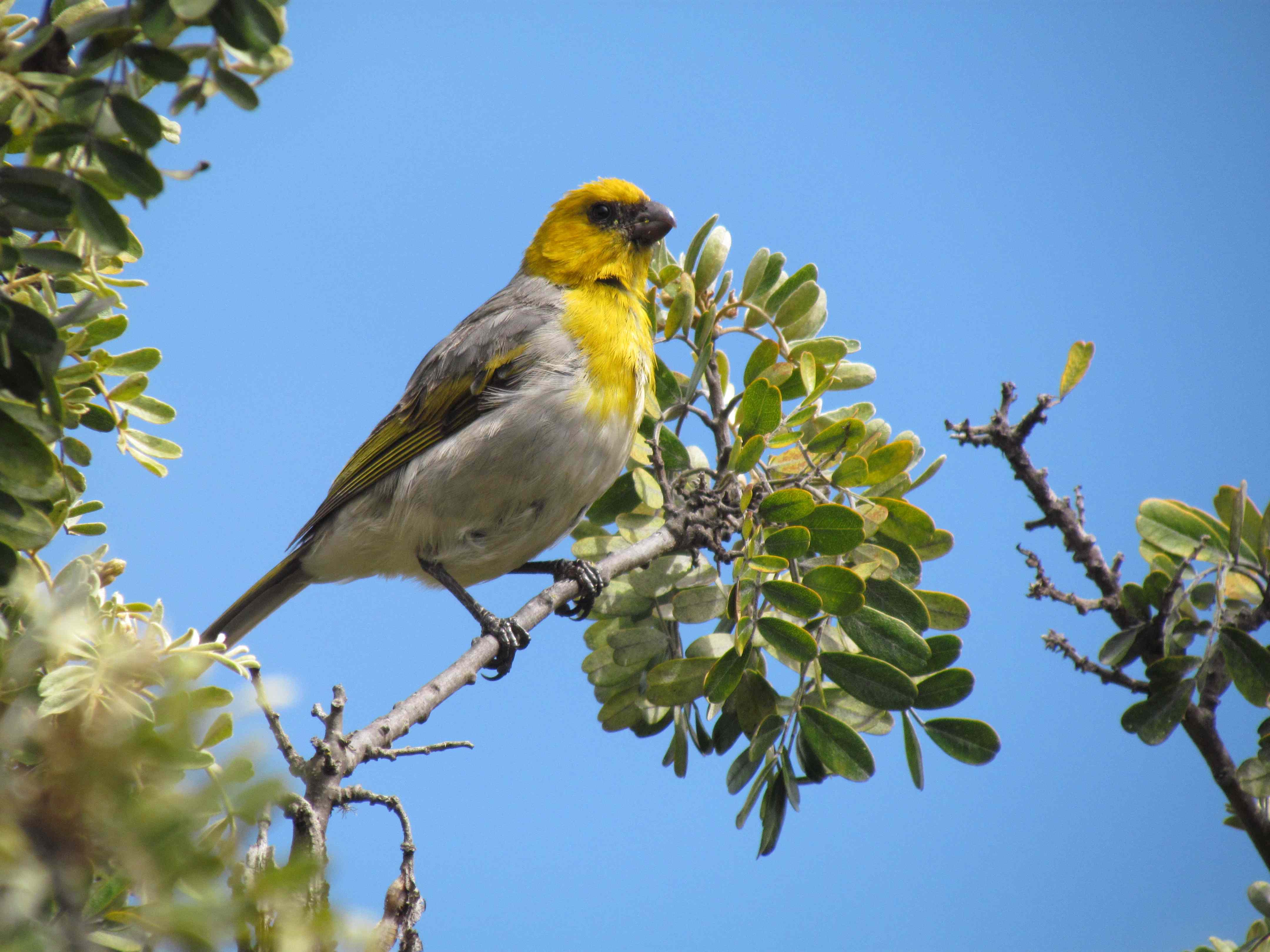 Palila bird, found only on the upper slopes of Mauna Kea