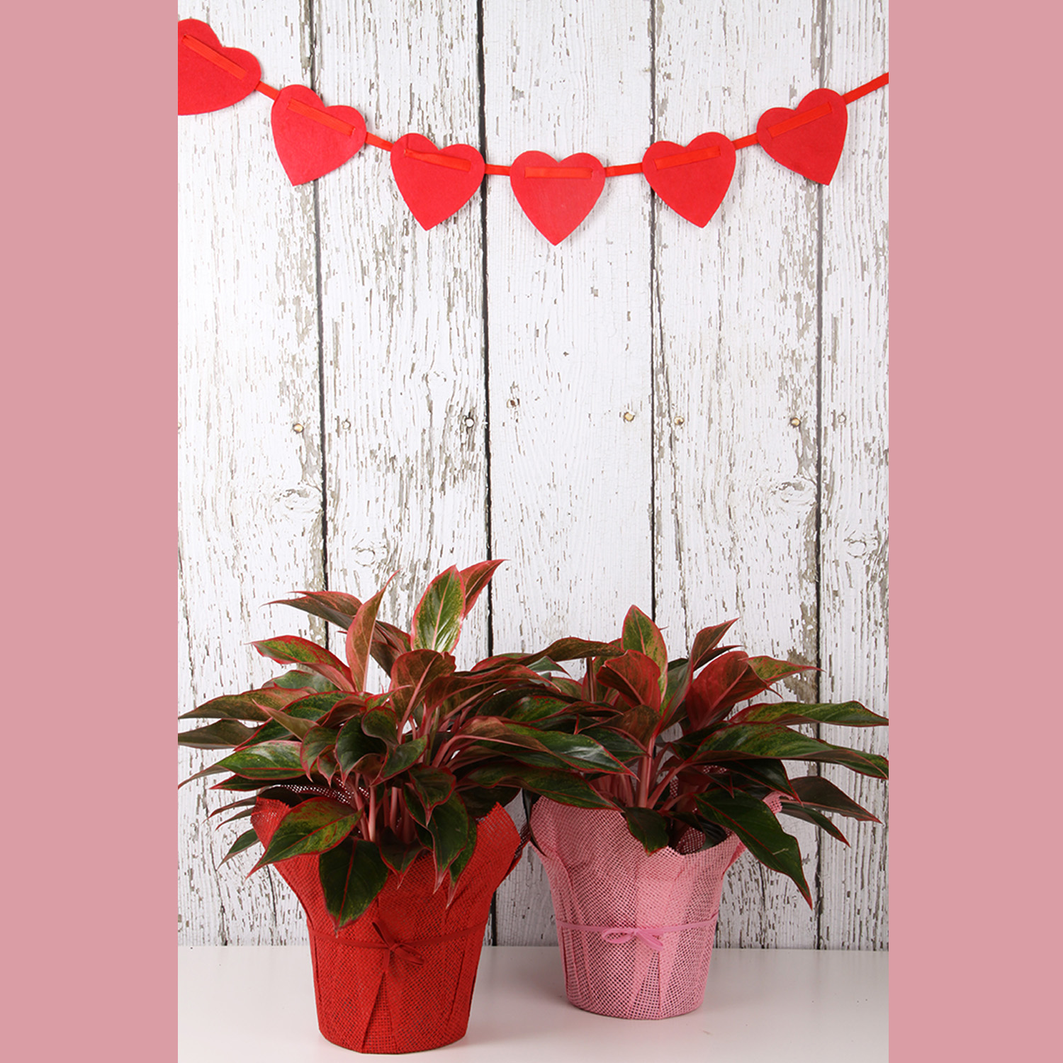 A Red Aglaonema with its bold colors and showy leaves is perfect for someone daring and knows how to dazzle.