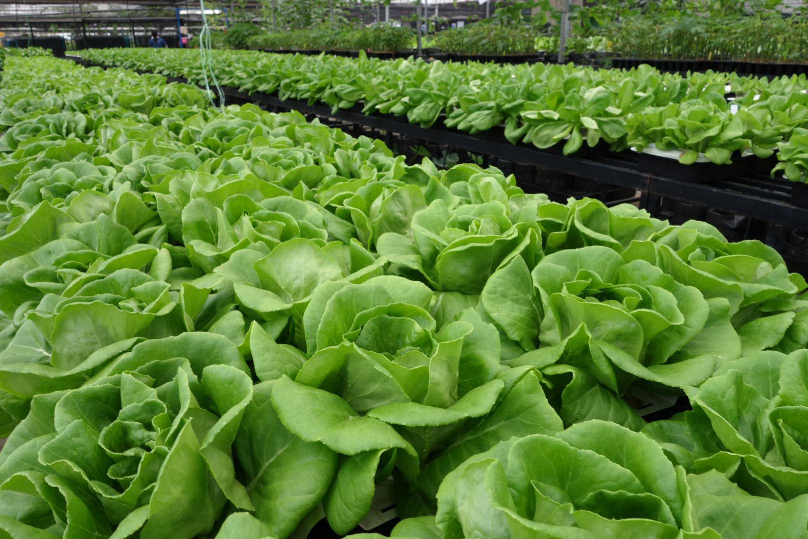 Lettuce Grown Using Our Plant Driven Technology On The Rooftop
