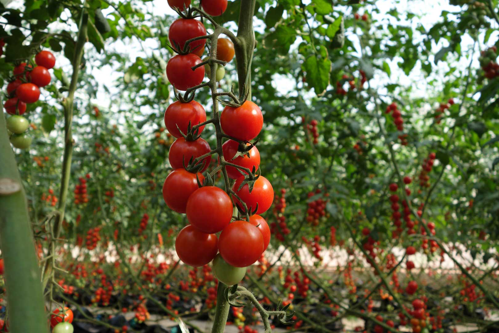 Cherry Tomatoes Grown With Our Plant Driven Technology