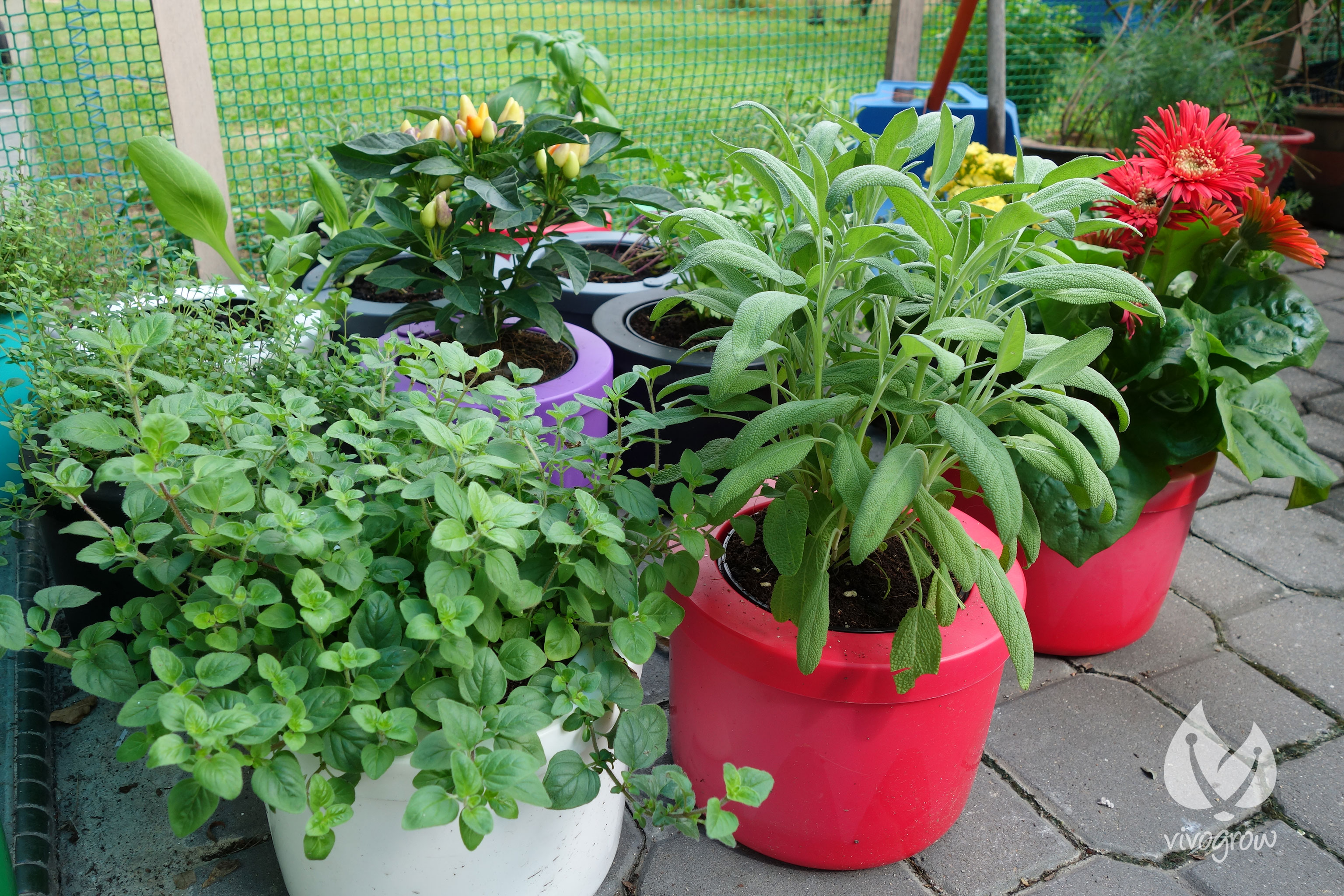 Vivogrow Herb Pot: Plant-Driven Technology To Meet Growing ...