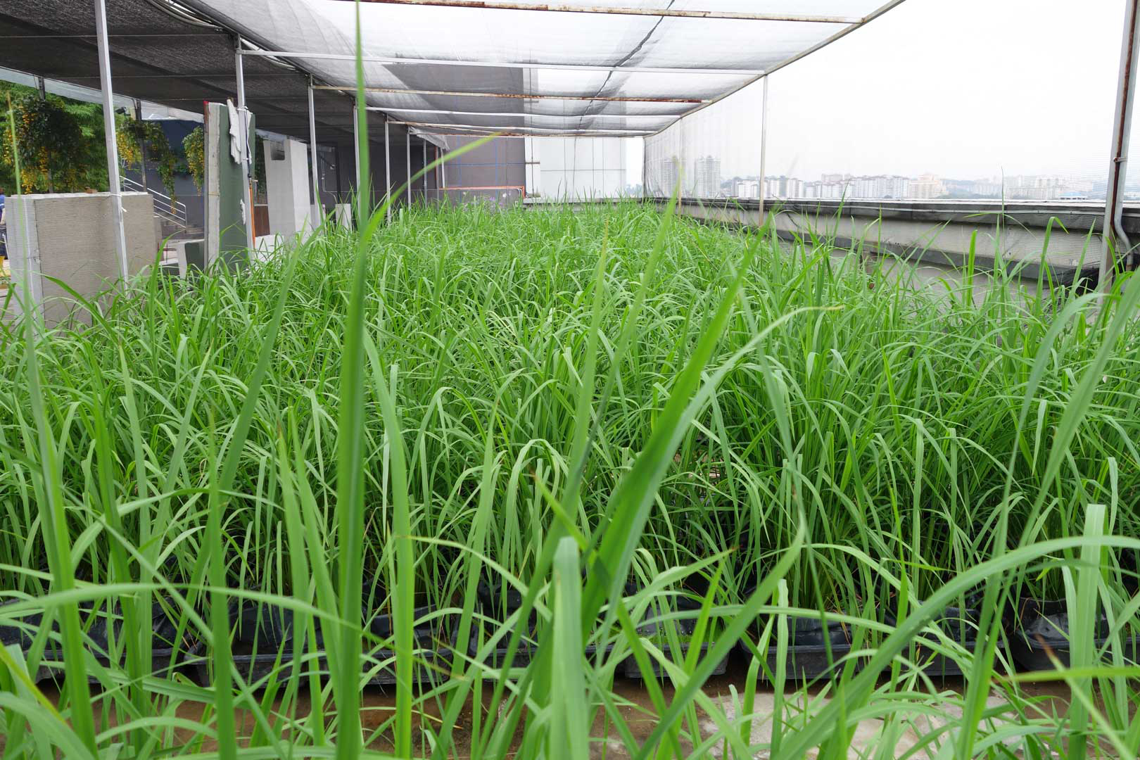 Paddy Grown Without Soil