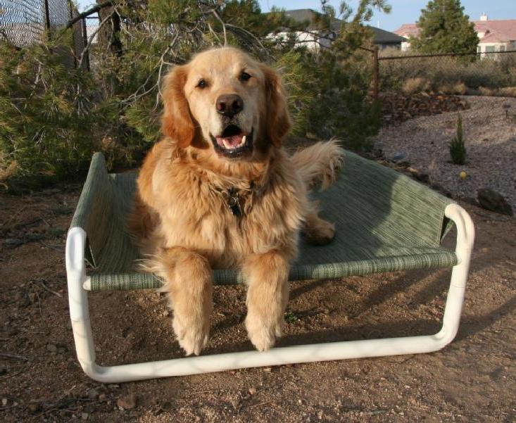 Elevated Outdoor Large Dog Bed