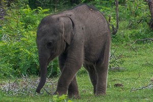 A baby elephant in Sri Lanka