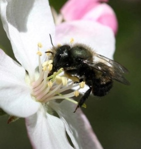 Bees pollinate one out of every three bits of food we eat